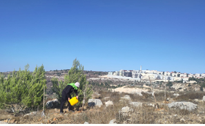 A figure watering trees. In the background of the photo buildings and a water tower.